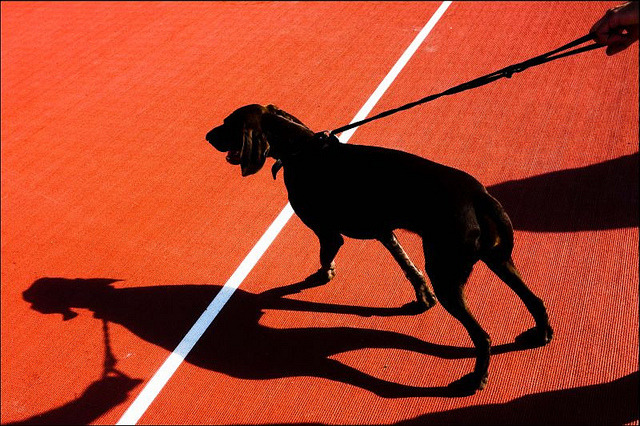 HOUND